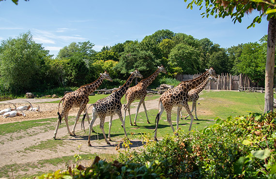 giraffes walk at the San Diego Safari Park