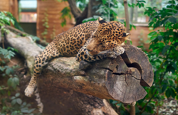 Leopard lying on a tree at the San Diego Zoo