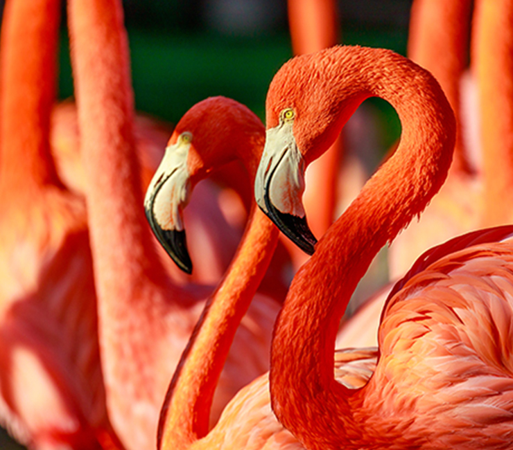Up-close with Flamingos and more than 3,500 rare and endangered animals at the San Diego Zoo