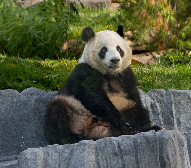 Pandas at the San Diego Zoo