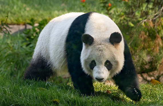 Close up Panda at the San Diego Zoo